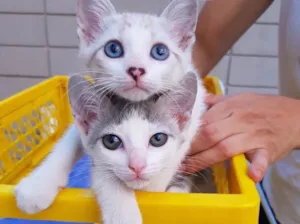 Gato raça Srd idade 2 a 6 meses nome Chicó e João Grilo 