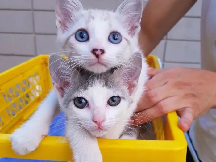 Gato ra a Srd idade 2 a 6 meses nome Chicó e João Grilo 