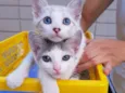 Chicó e João Grilo