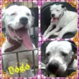 Dogo