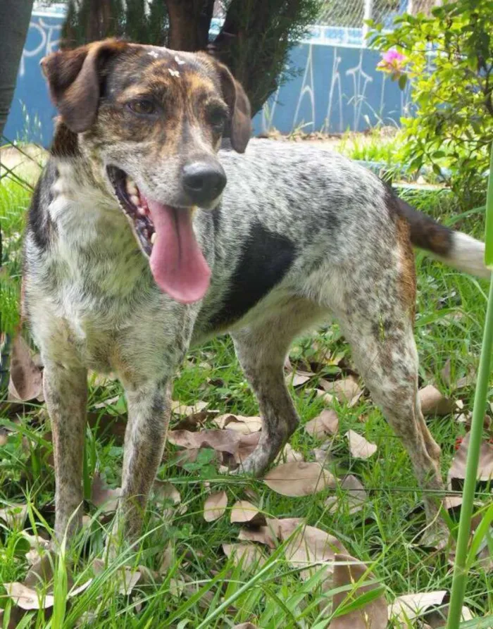 Cachorro ra a Srd idade 3 anos nome Esmeralda