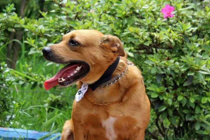 Cachorro ra a Mix de pit  idade 3 anos nome DUDU