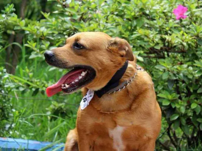 Cachorro ra a Mix de pit  idade 3 anos nome DUDU