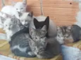 Gatos
