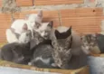 Gatos