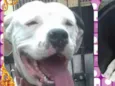 Dogo