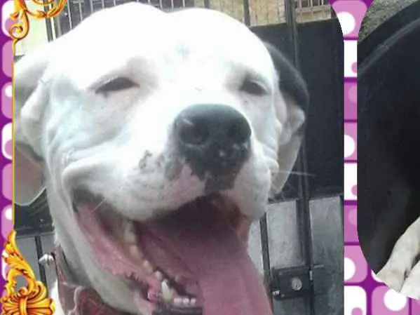 Cachorro ra a Dog argentino  idade 2 anos nome Dogo