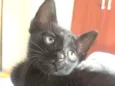 "Mimo"