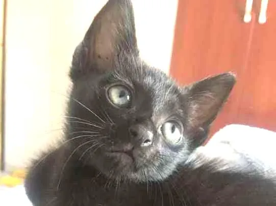 Gato ra a SRD idade 2 a 6 meses nome "Mimo"