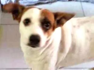 Cachorro raça Indefinido idade 3 anos nome Pirulito