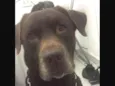 paco