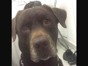 Cachorro raça Labrador idade 5 anos nome paco