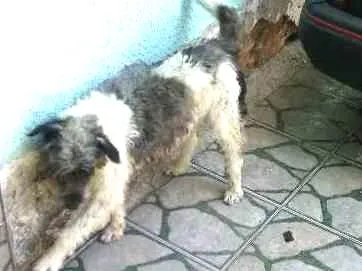 Cachorro ra a Indefinido  idade 3 anos nome Alef