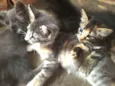 gatinhos