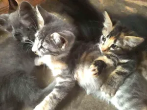 Gato raça mistisos idade 2 a 6 meses nome gatinhos