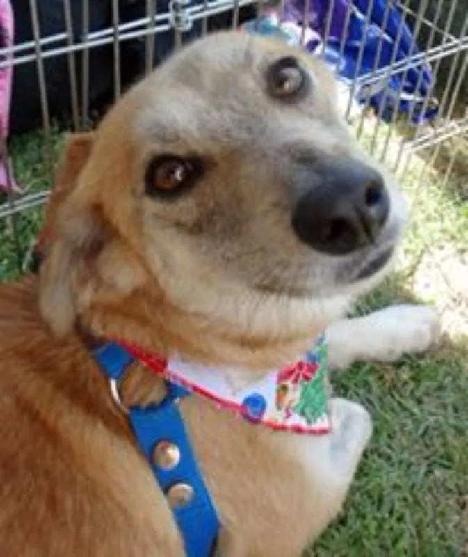 Cachorro ra a Srd idade 2 anos nome Ravena