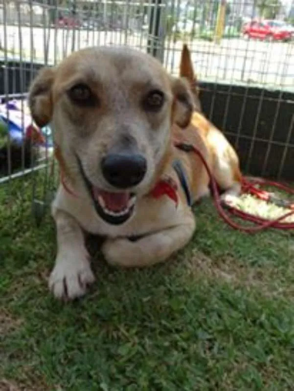 Cachorro ra a Srd idade 2 anos nome Ravena