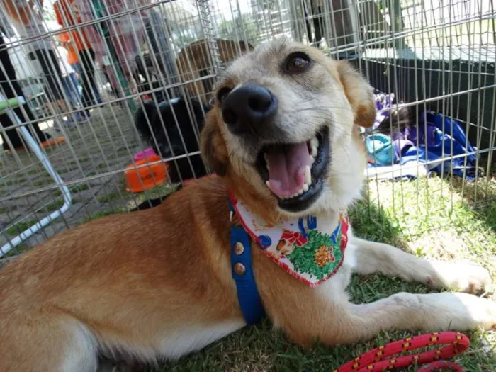 Cachorro ra a Srd idade 2 anos nome Ravena