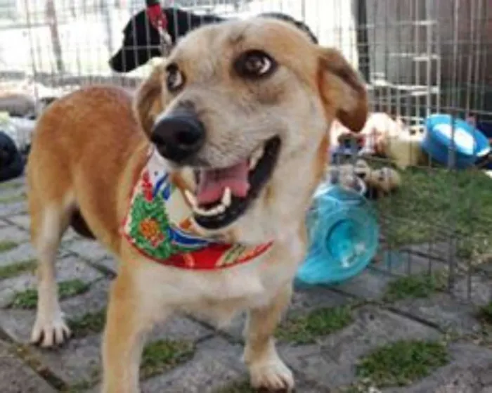 Cachorro ra a Srd idade 2 anos nome Ravena