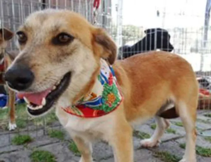 Cachorro ra a Srd idade 2 anos nome Ravena