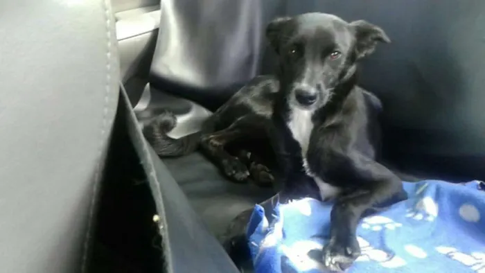 Cachorro ra a SRD idade 7 a 11 meses nome "Gracinha"