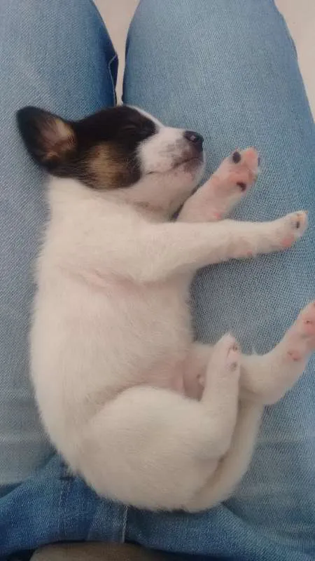 Cachorro raça Foxhound Americano idade Abaixo de 2 meses nome Lílith