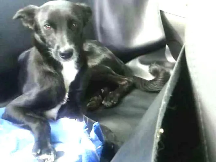 Cachorro ra a SRD idade 7 a 11 meses nome "Gracinha"