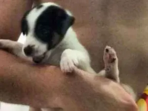 Cachorro raça Foxhound Americano idade Abaixo de 2 meses nome Lílith