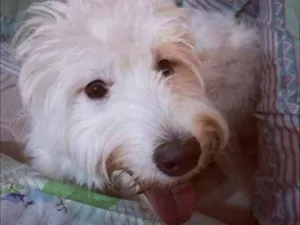 Cachorro raça SRD idade 2 anos nome Alaska