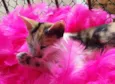 Diva