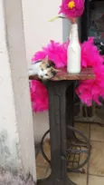 Diva