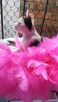 Diva