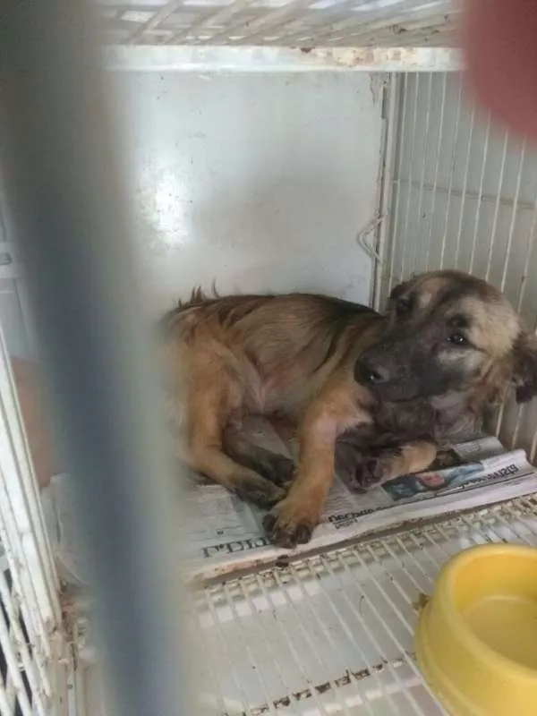 Cachorro raça SRD idade 3 anos nome Menina
