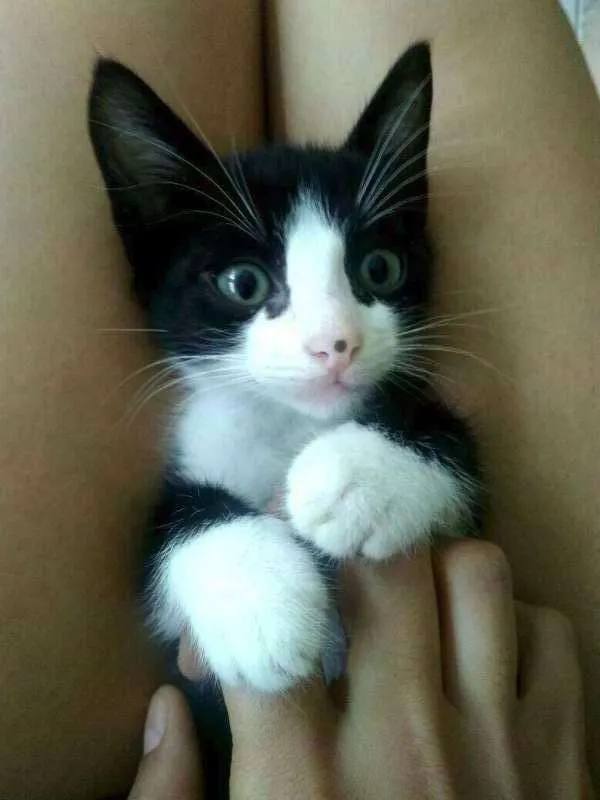 Gato raça  idade Abaixo de 2 meses nome Ambos sem nome