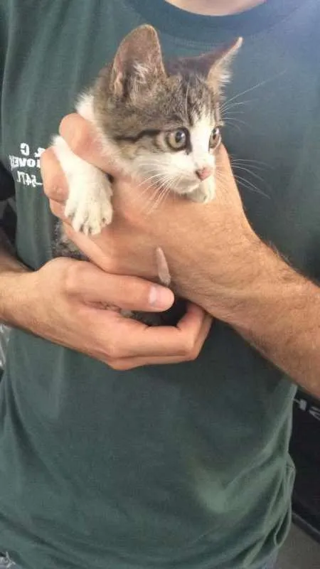 Gato ra a vira lata idade 2 a 6 meses nome Catarina