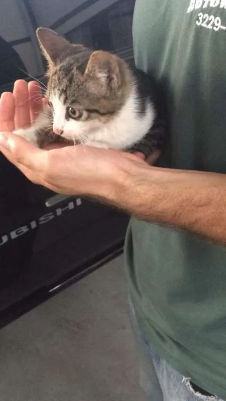 Gato ra a vira lata idade 2 a 6 meses nome Catarina