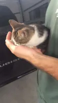 Catarina