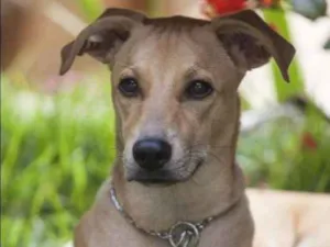 Cachorro raça SRD idade 4 anos nome Toddy