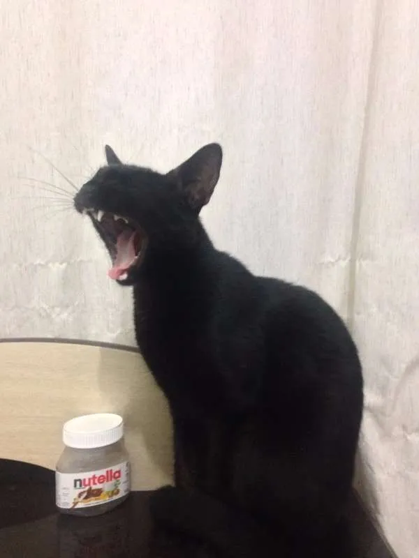 Gato raça  idade 7 a 11 meses nome ñtem