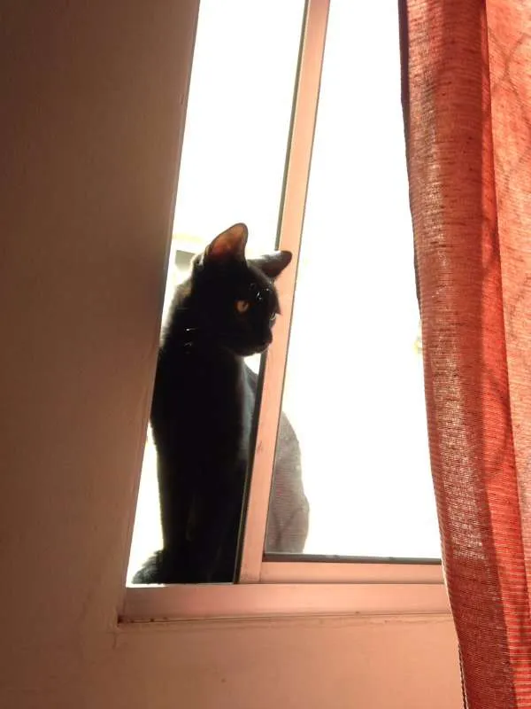 Gato raça  idade 7 a 11 meses nome ñtem