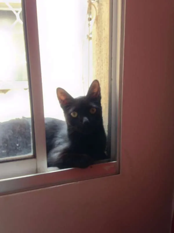 Gato raça  idade 7 a 11 meses nome ñtem