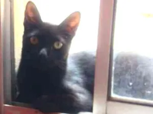 Gato raça  idade 7 a 11 meses nome ñtem