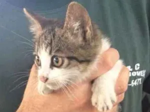 Gato raça vira lata idade 2 a 6 meses nome Catarina