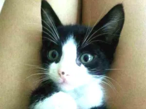 Gato raça  idade Abaixo de 2 meses nome Ambos sem nome