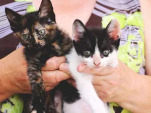 Gato raça  idade 2 a 6 meses nome Sem nome