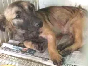 Cachorro raça SRD idade 3 anos nome Menina