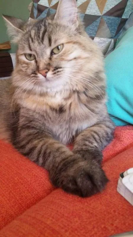 Gato ra a srd idade 3 anos nome Brigitte