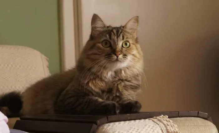 Gato ra a srd idade 3 anos nome Brigitte