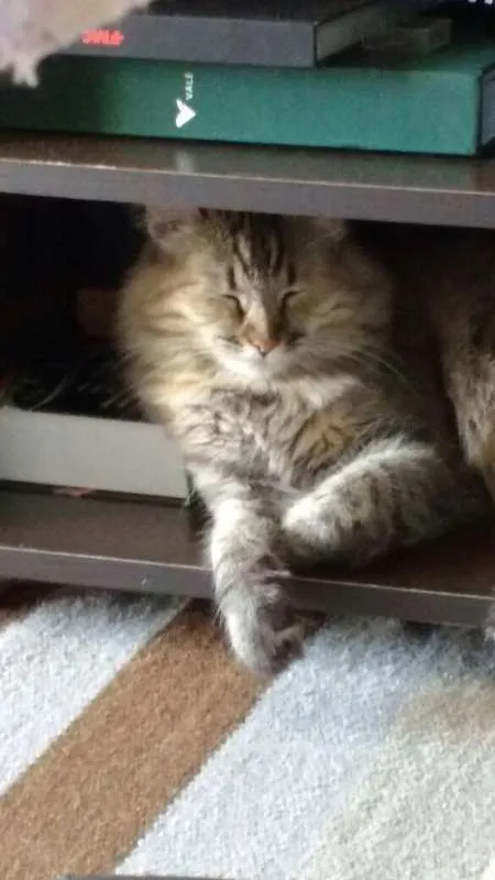 Gato ra a srd idade 3 anos nome Brigitte