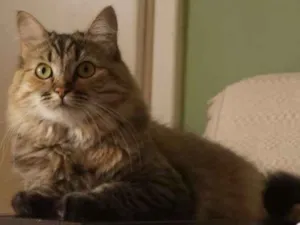 Gato raça srd idade 3 anos nome Brigitte